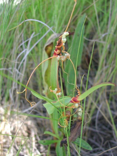 Cuscuta obtusiflora var. glandulosa at Jones Beach LI