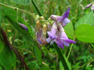 Catskill Marsh 2009-6
