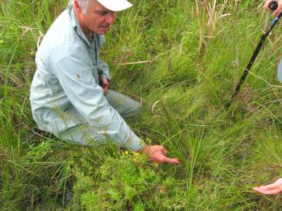 IMG_2004 Steve Daniel showing Triglochin palustre