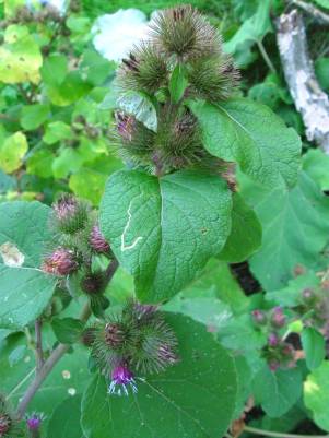 Arctium minus heads