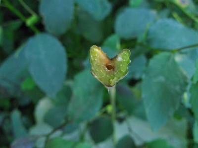 Arctium minus petiole