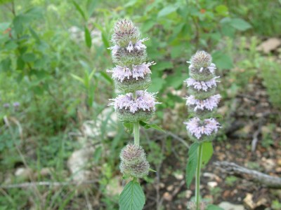 Blephilia ciliata in flower