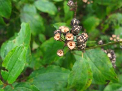 New Jersey Tea Fruits