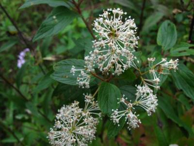 New Jersey Tea Flowers