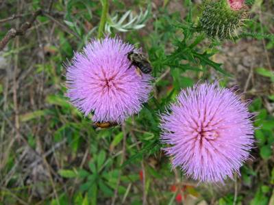 field-thistle flowers and pollinators