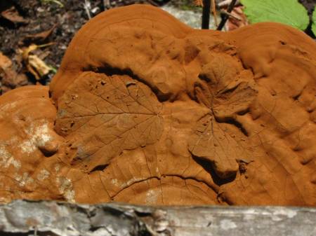 fungi with leaf imprints