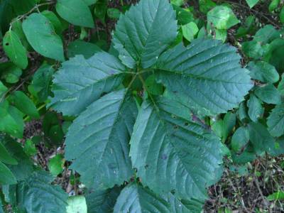 Large and shiny woodbine leaf