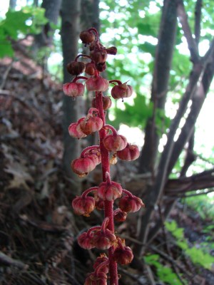 Giant Pine-drops flowers at Letchworth State Park. Photo: Kim Smith.