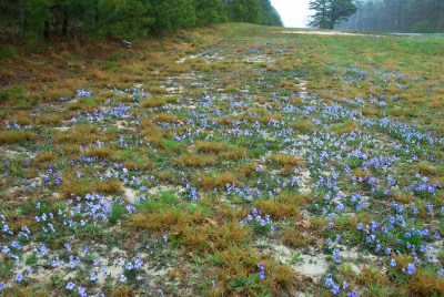 bird's foot violets 4-17-2010 _Heidecker