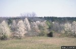 Callery