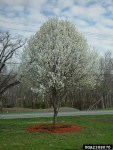 Callery1