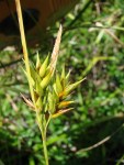 Carex folliculata Thousand&nbsp;Acre-001