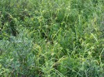 Carex folliculata Thousand&nbsp;Acre-002