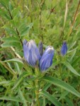 Gentiana linearis Thousand&nbsp;Acre