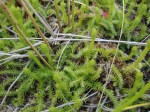 Lycopodium inundatum