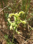 Platanthera clavellata