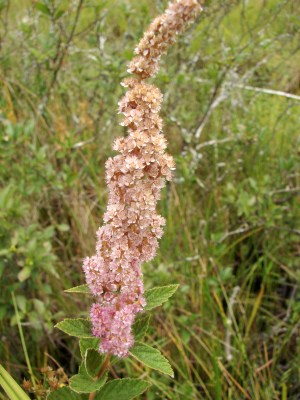 Spiraea tomentosa Benson