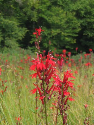 Cardinal flower at Indian Lake in the Adirondacks. 