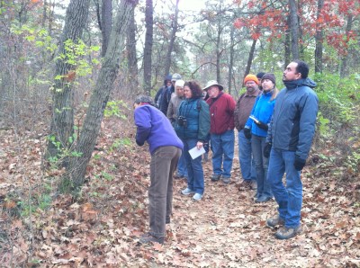 Often, the bark on the lower part of the tree is quite different than the bark higher in the tree.