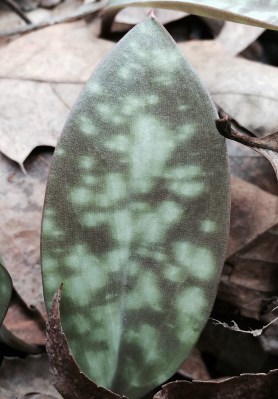 Enless patterns of trout lily leaves.