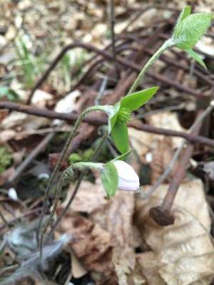 Sharp-leaved hepatica was in flower but the flowers were mostly closed in the wet weather.