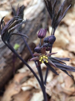 Early blue cohosh, Caulophyllum giganteum, flowers as the leaves expand. 