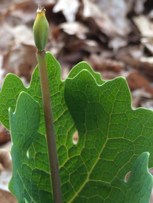 Some of them were already in fruit. 