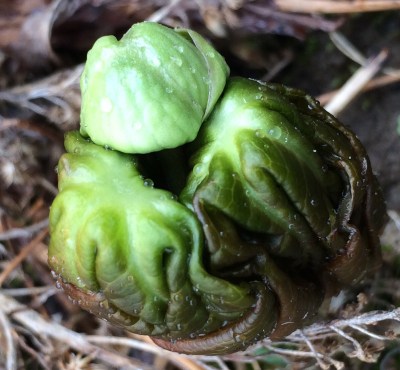 Some mayapple leaves, Podophyllum peltatum, were still tightly folded, waiting for warmer weather.