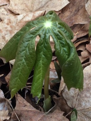 Others were on their way out, like unfolding butterfly wings.