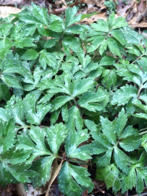 Virginia waterleaf, Hydrophyllum virginianum, was actually wet from the light showers.