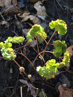 The sun came out at times and the these leaves of early meadow rue, Thalictrum dioicum, were lit up from behind.  