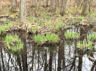 Wetland sedges arise from their old leaf bases in a vernal pond.