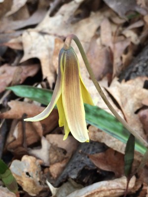 A few of the flowers were open!